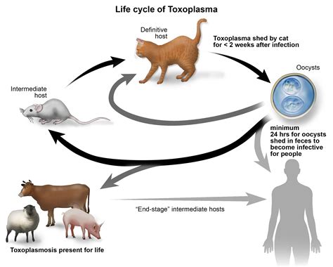 How Likely Is It To Get Toxoplasmosis From Cats