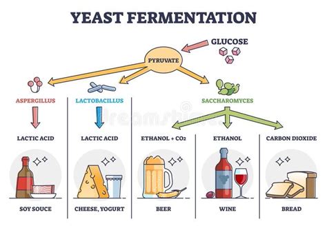 How Long After Pitching Yeast Does Fermentation Start
