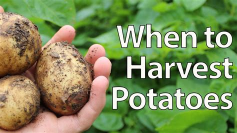 how long after planting potatoes to harvest