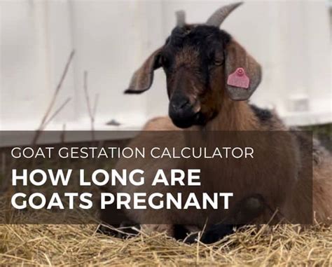 how long are goat pregnant in months