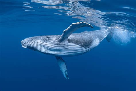 how long are humpback whales