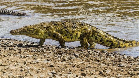 how long are nile crocodiles
