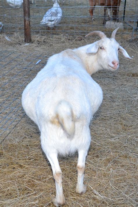 how long are nubian goats pregnant