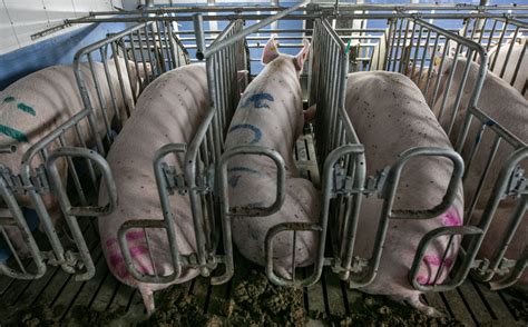 how long are pigs kept in gestation crates