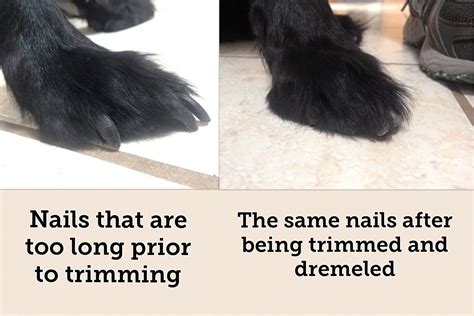  79 Gorgeous How Long Are Too Long Dog Nails Trend This Years