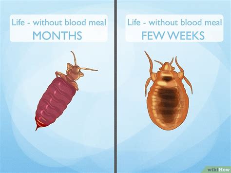 How Long Bed Bugs Live Without A Host