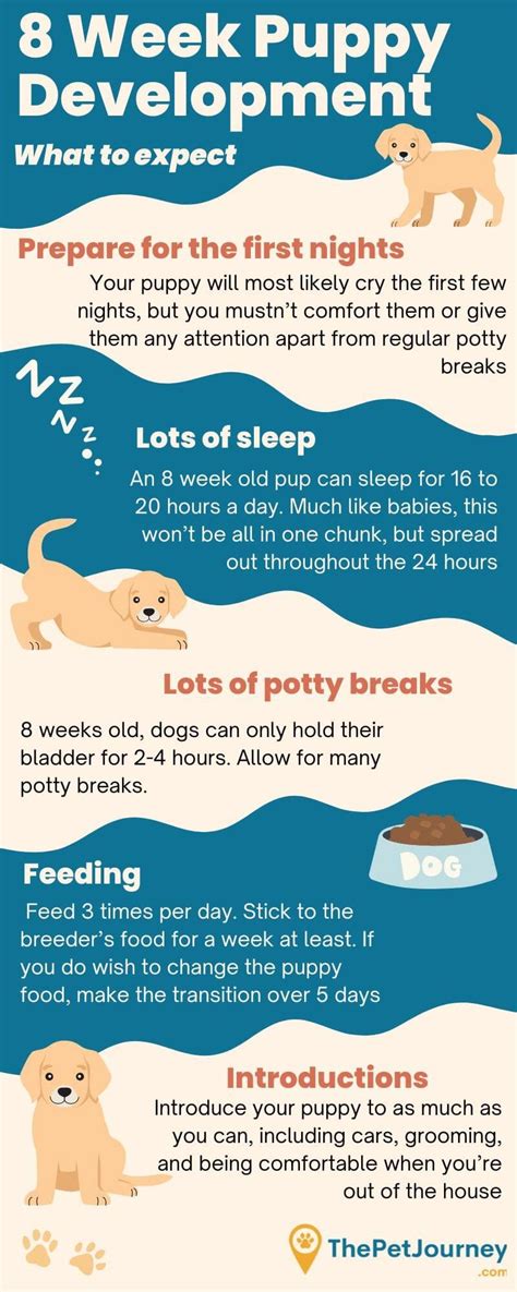 how long can a 8 week old puppy go without pooping