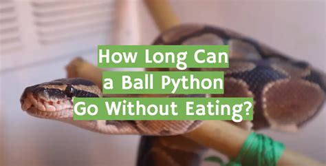 how long can a ball python go without eating