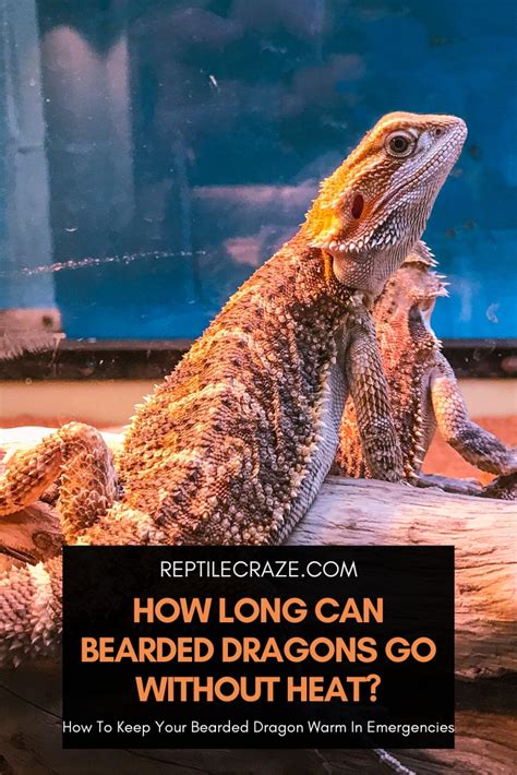 how long can a bearded dragon go without heat