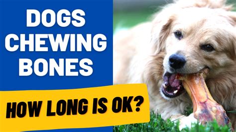 how long can a dog chew on a bone