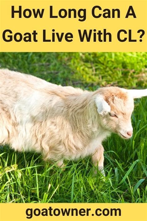 how long can a goat live