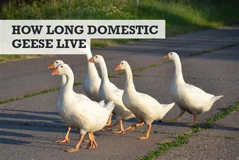 how long can a goose live