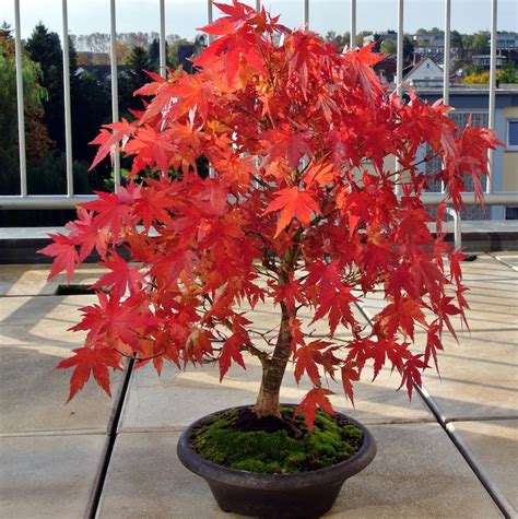 How Long Can A Maple Tree Live In A Pot