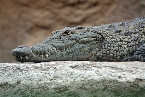 how long can a nile crocodile be