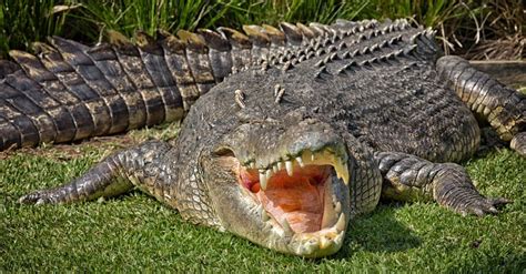 how long can a saltwater crocodile live