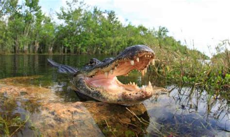 How Long Can Alligators Hold Their Breath? [ANSWERED]