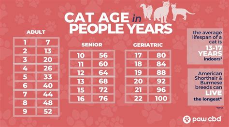 how long can cats remember