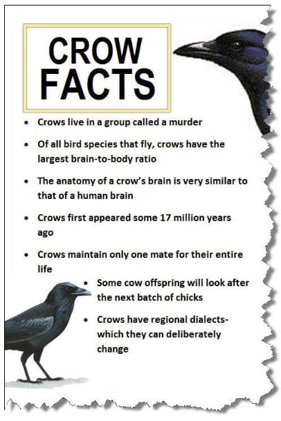 how long can crows remember faces