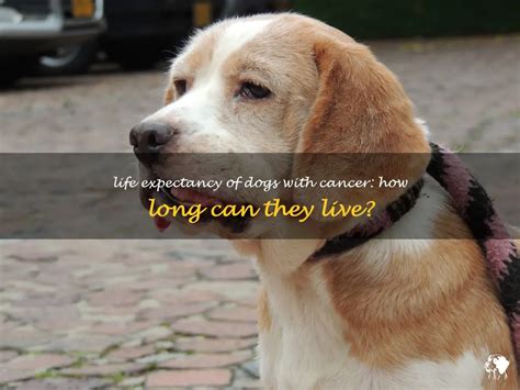 how long can dog live with cancer