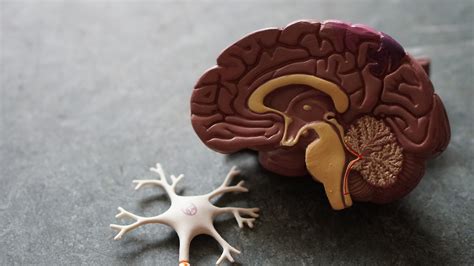 how long can it take for a brain tumor to develop