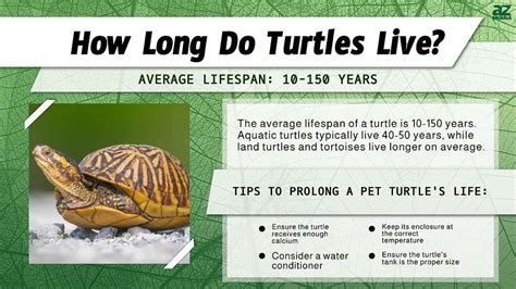 How Long Can Live A Turtle