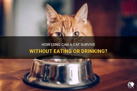 how long can my cat go without eating or drinking