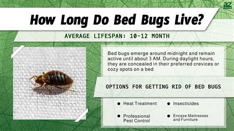 How Long Can One Bed Bug Live