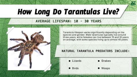 how long can tarantulas live