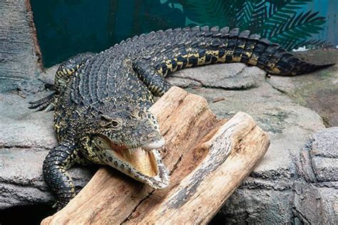 how long crocodile live