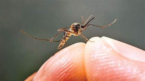 how long dengue last