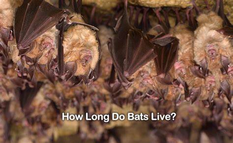 How Long Do Bats Live In Captivity