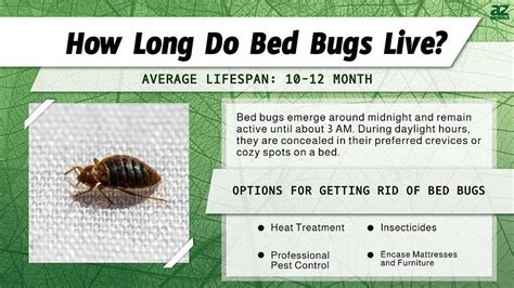 How Long Do Bed Bugs Live For