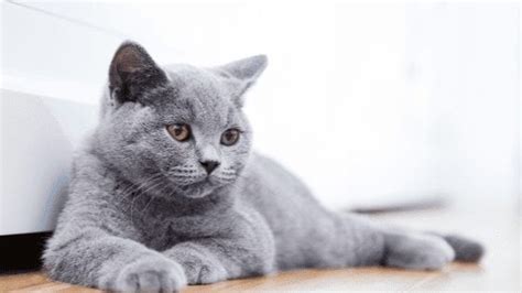 how long do british blue cats live