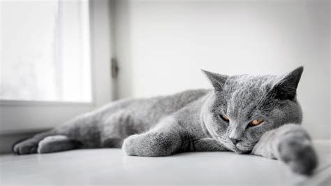 Fresh How Long Do British Shorthair Cats Live Trend This Years