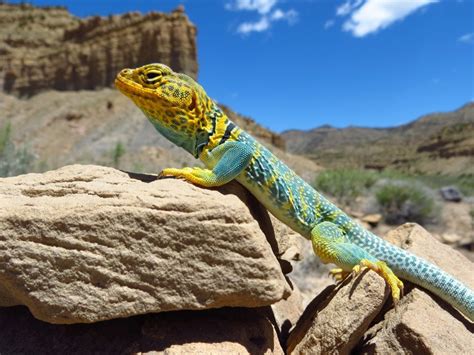 How Long Do Collared Lizard Grow