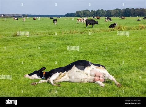 How Long Do Cows Lay Down