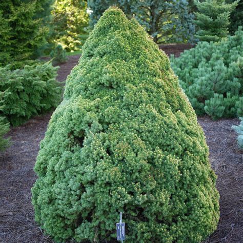 how long do dwarf alberta spruce live