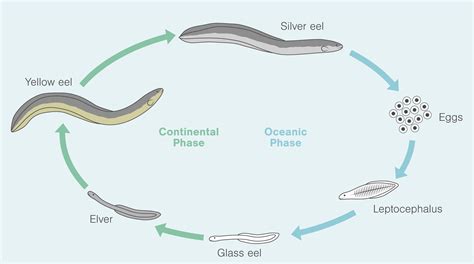 how long do eels live for