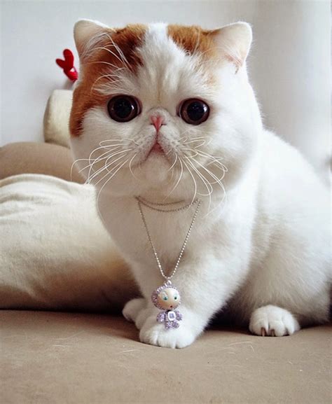 This How Long Do Exotic Shorthair Cats Live For New Style