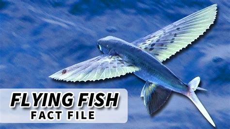 How Long Do Fish Fly Live