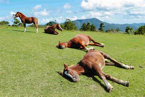 how long do horses sleep laying down