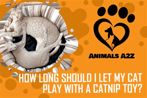 how long do i let my cat play with catnip