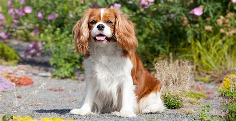 how long do king charles cavaliers live