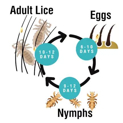 How Long Do Lice Live On Objects