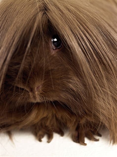 Perfect How Long Do Long Haired Guinea Pigs Live Trend This Years