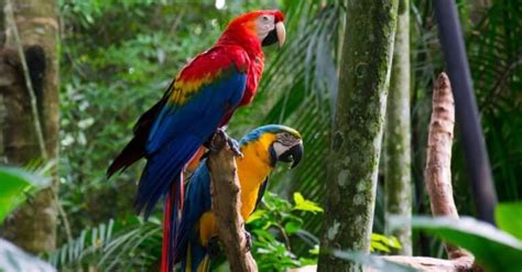 Discover 7 Insights how long do macaws live uncover their lifespan