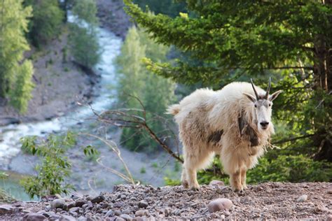 how long do mountain goats live