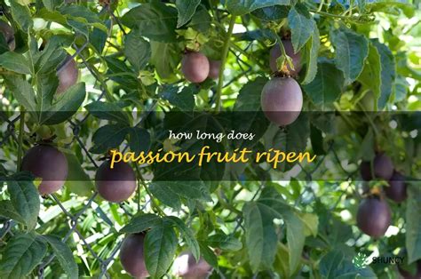 how long do passionfruit take to ripen