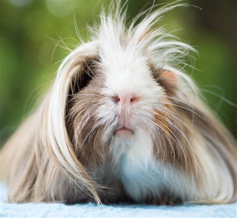  79 Gorgeous How Long Do Peruvian Guinea Pigs Live For Hair Ideas
