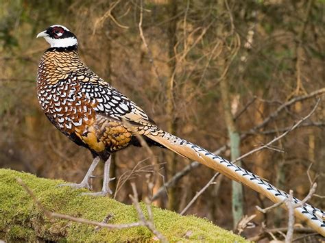 how long do pheasants live in the wild